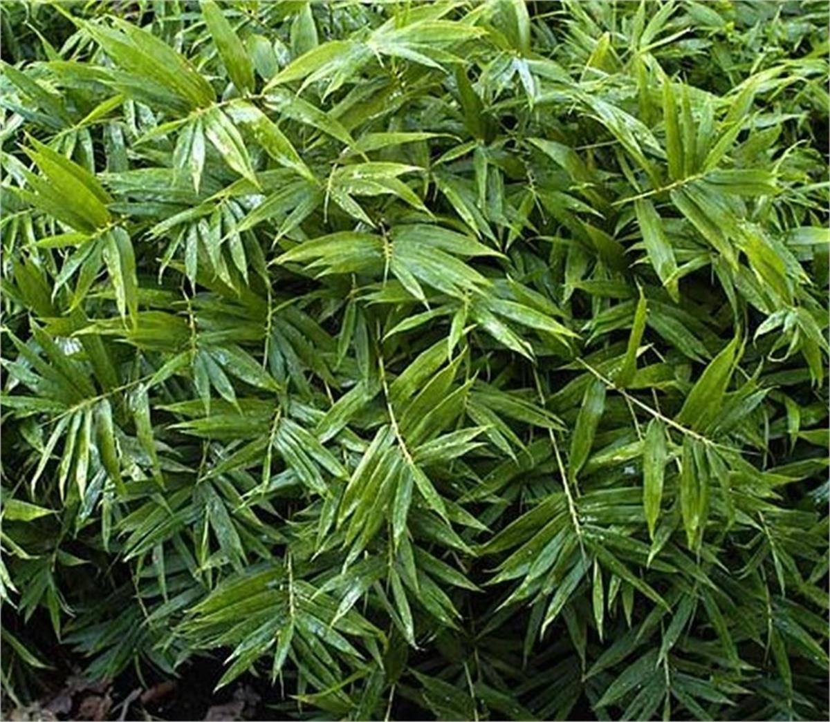 Pleioblastus distichus Bodur Japon Bambu fidesi