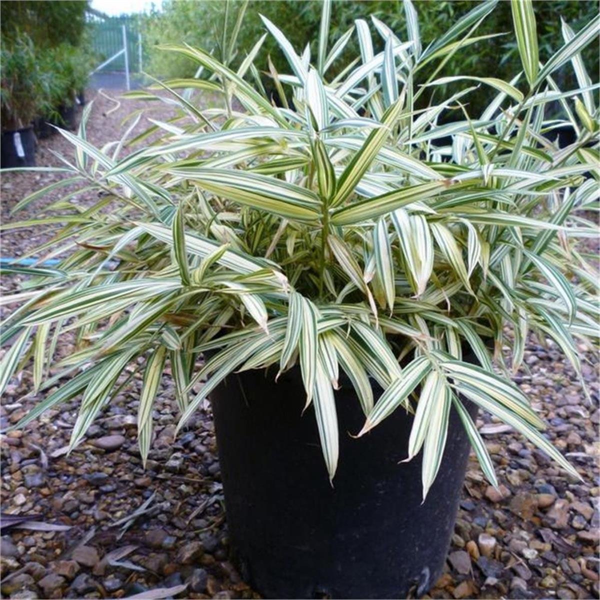Pleioblastus fortunei Variegata Bodur Japon Bambu fidesi