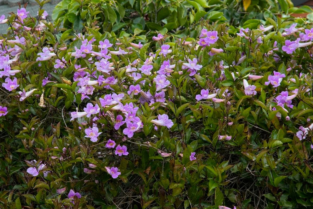 Podraena ricasoliana Bignone violet Pembe borazan sarmaşığı fidanı
