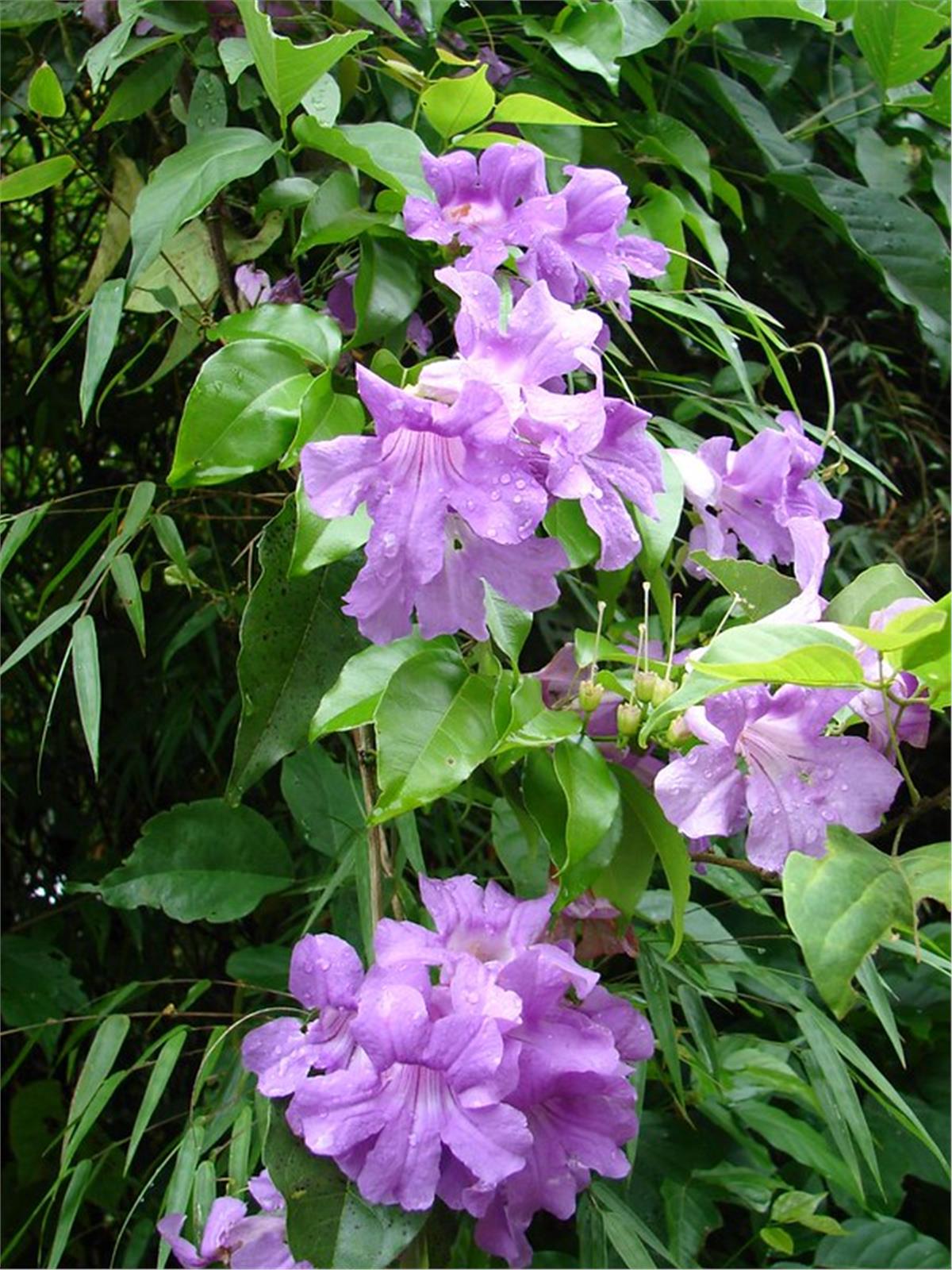 Podraena ricasoliana Bignone violet Pembe borazan sarmaşığı fidanı