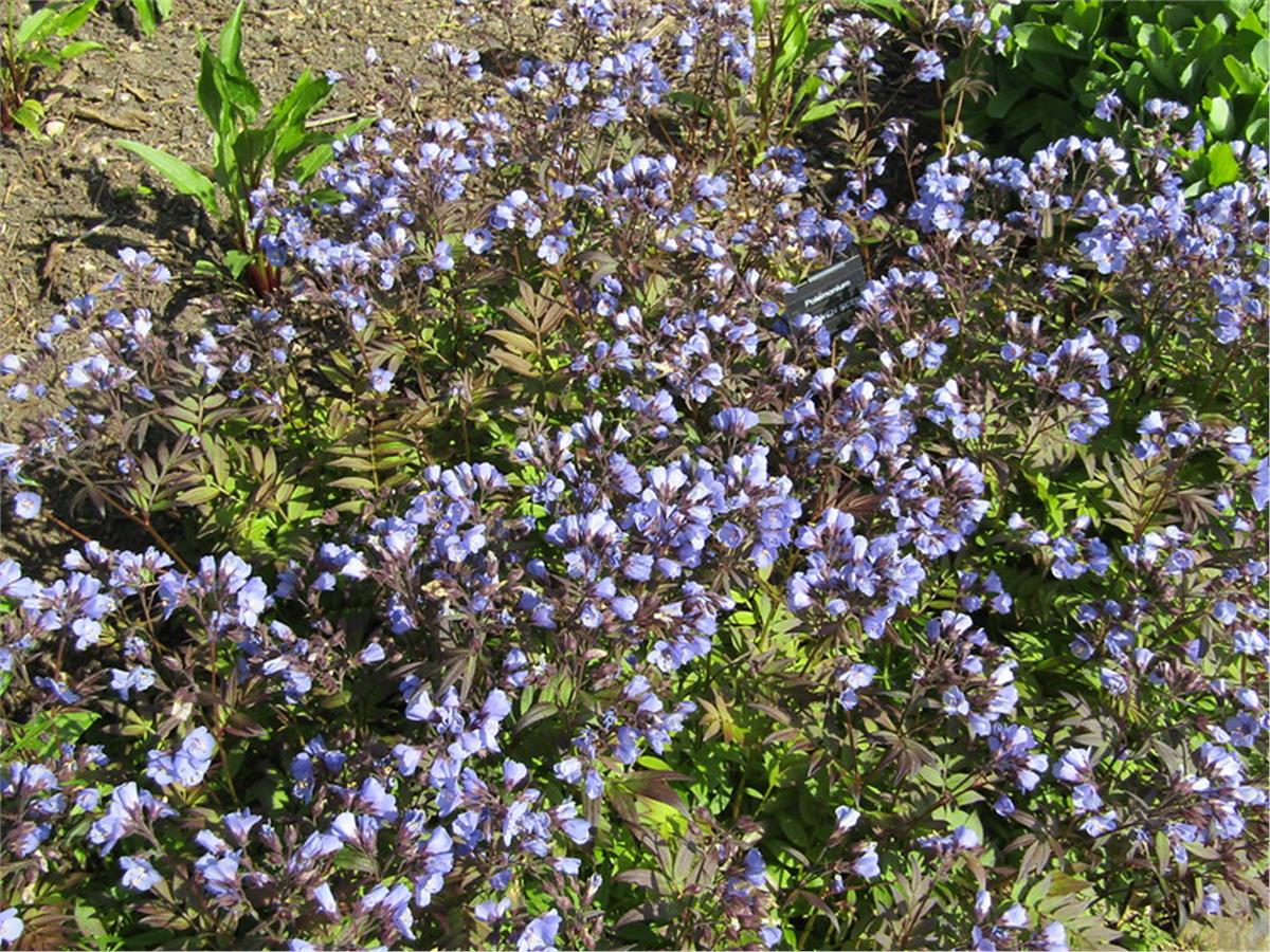 Polemonium caeruleaum Heaven Scent Yakup merdiveni fidesi