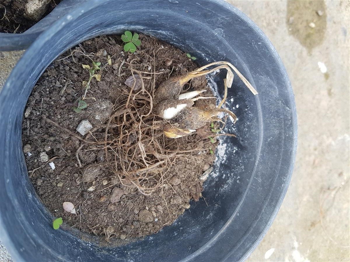 Polianthes tuberosa katlı sümbül teber sümbülteber soğanı