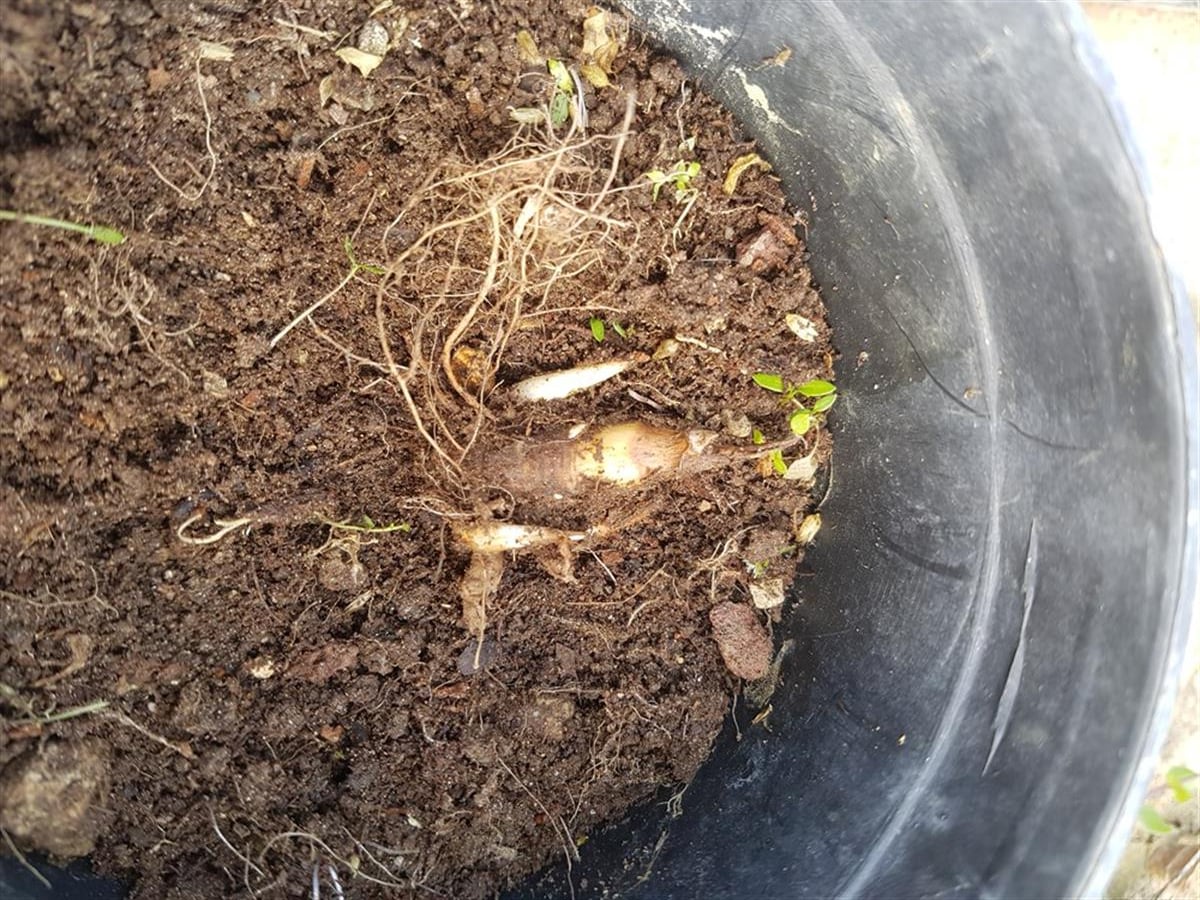 Polianthes tuberosa katlı sümbül teber sümbülteber soğanı