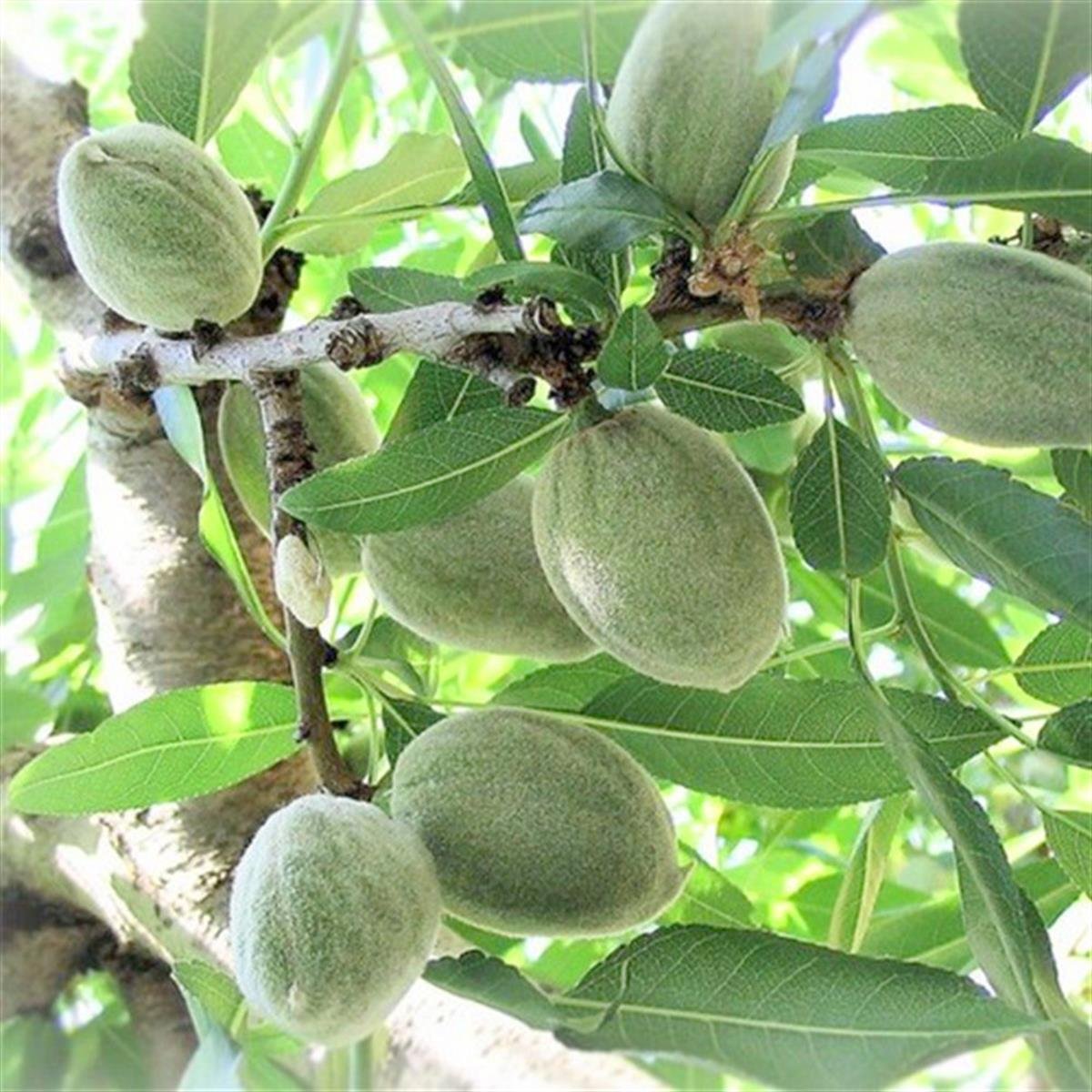 Prunus amygdalus Ferraduel Badem fidanı