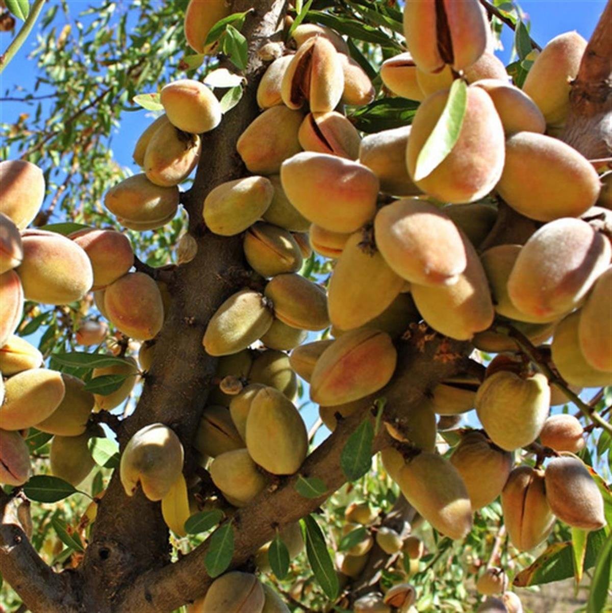 Prunus amygdalus Ferragnes Badem fidanı