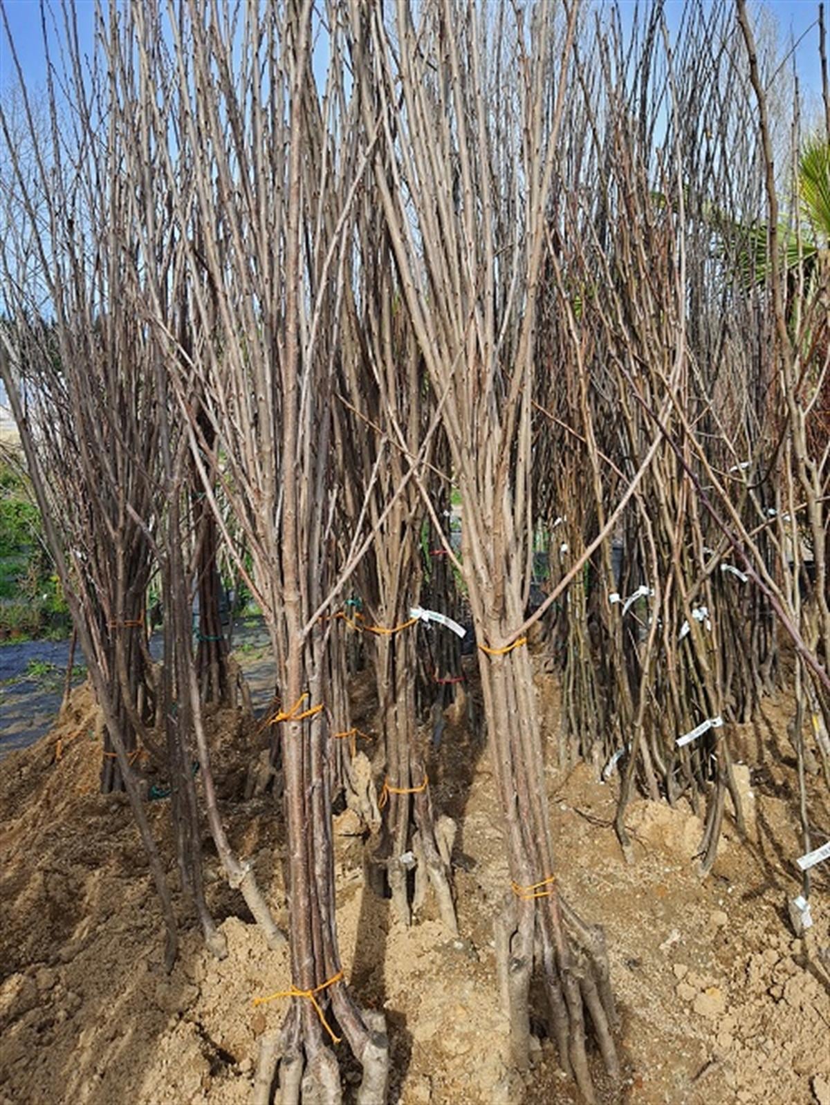 Prunus avium Bigarreau Napoleon Napolyon Kiraz fidanılı