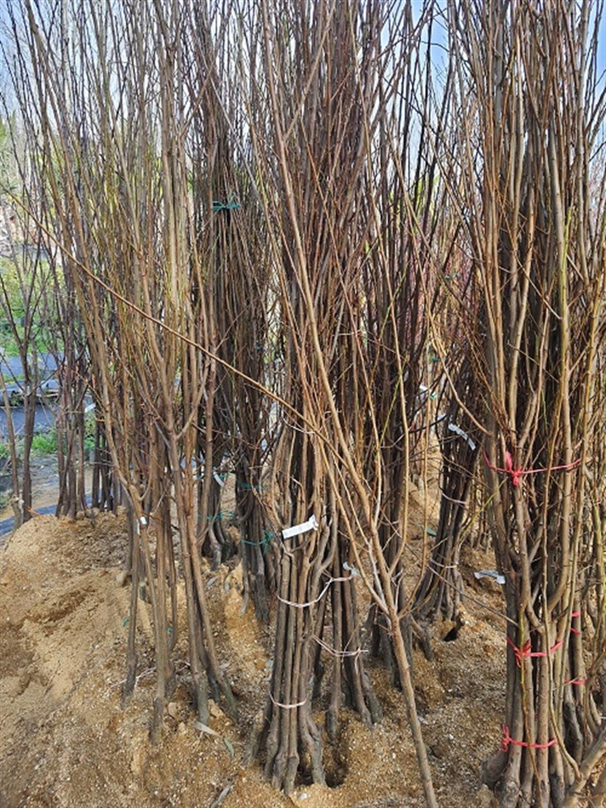 Prunus domestica Angelino Erik Anjelika Erik fidanı