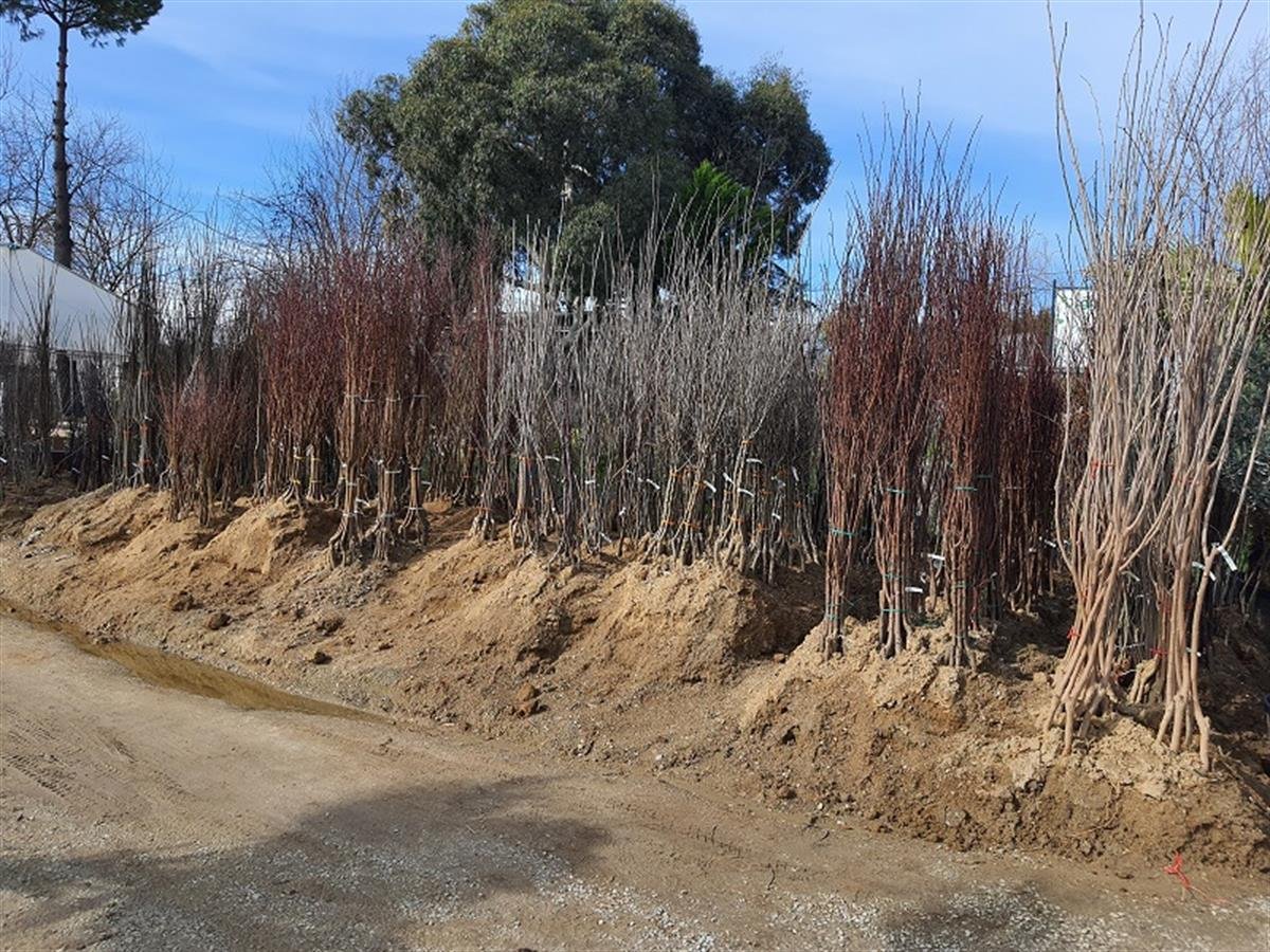 Prunus domestica Autumn Giant İri Siyah Giant Erik Fidan