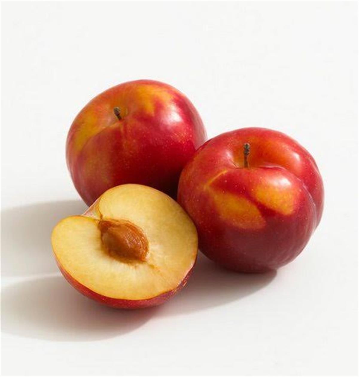 Prunus domestica Formosa Erik fidanı