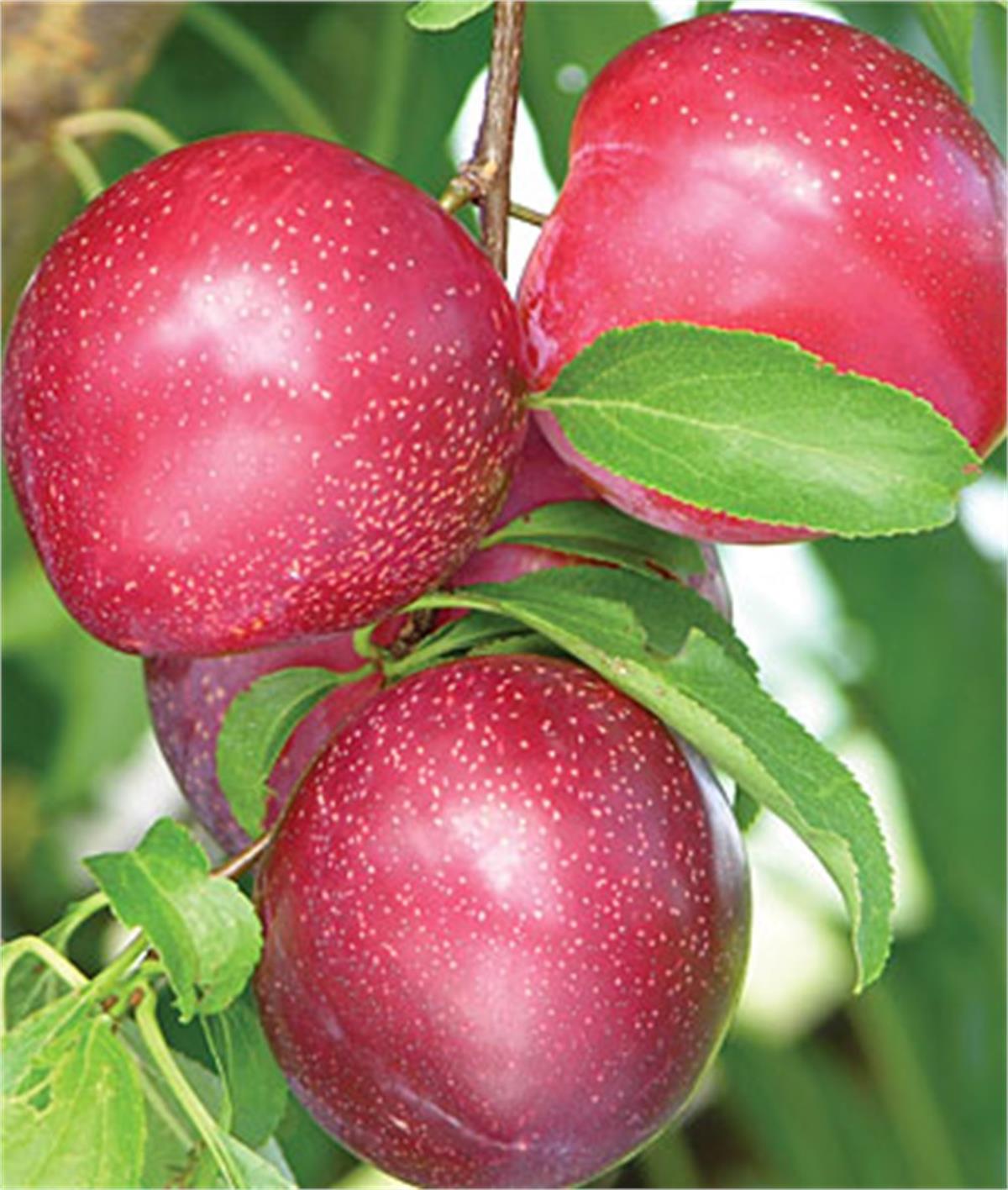 Prunus domestica Fortune Erik fidanı