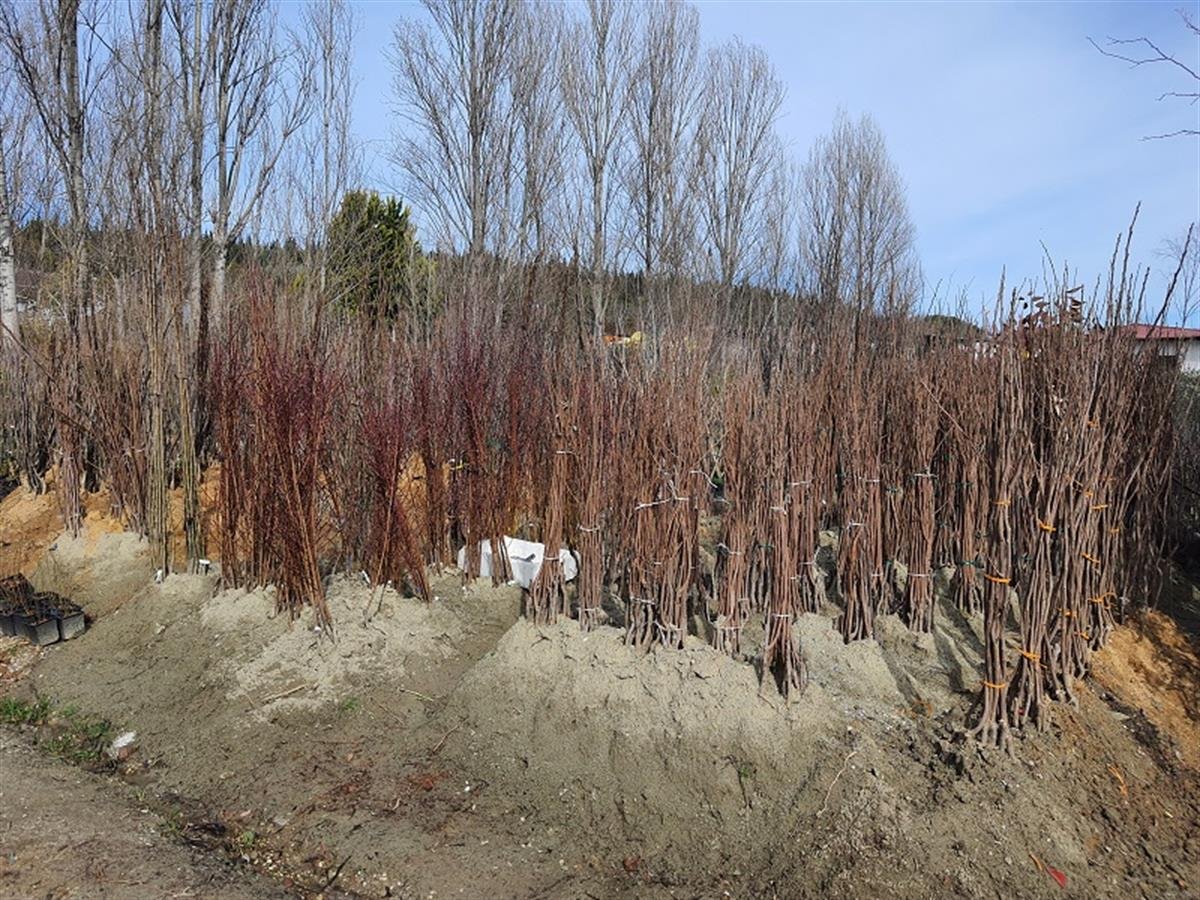 Prunus domestica Havran Erik fidanı