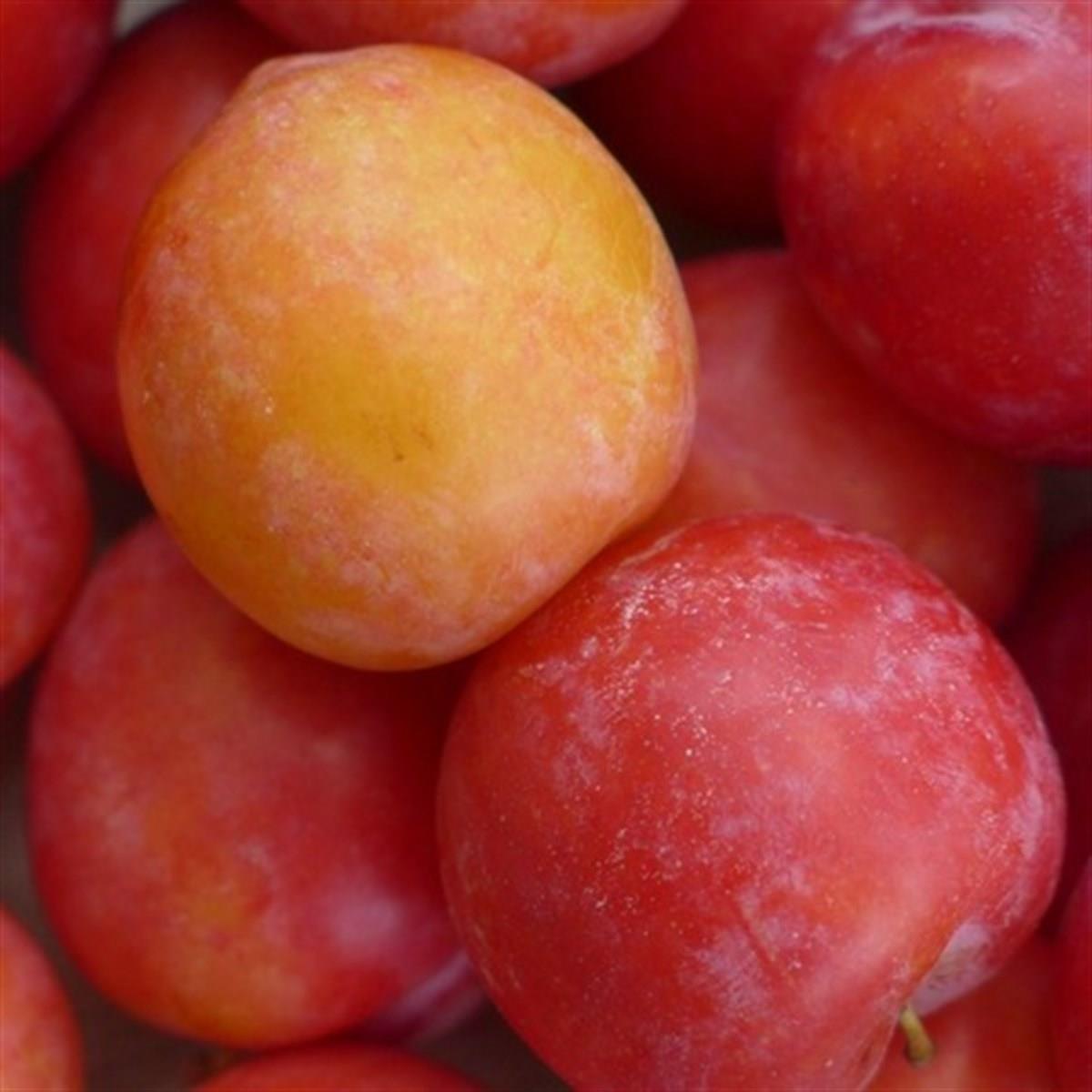 Prunus domestica Nataşa Erik fidanı