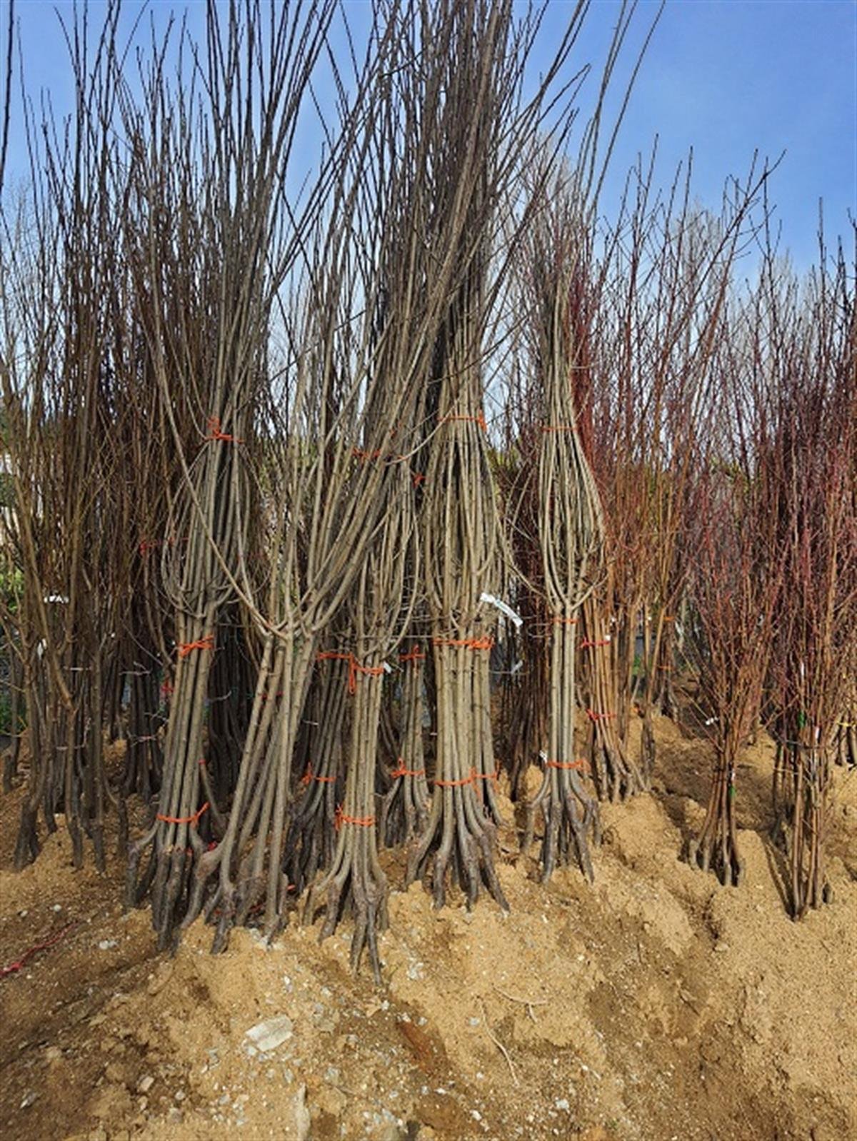 Prunus domestica Papaz Yeşil Erik fidanı