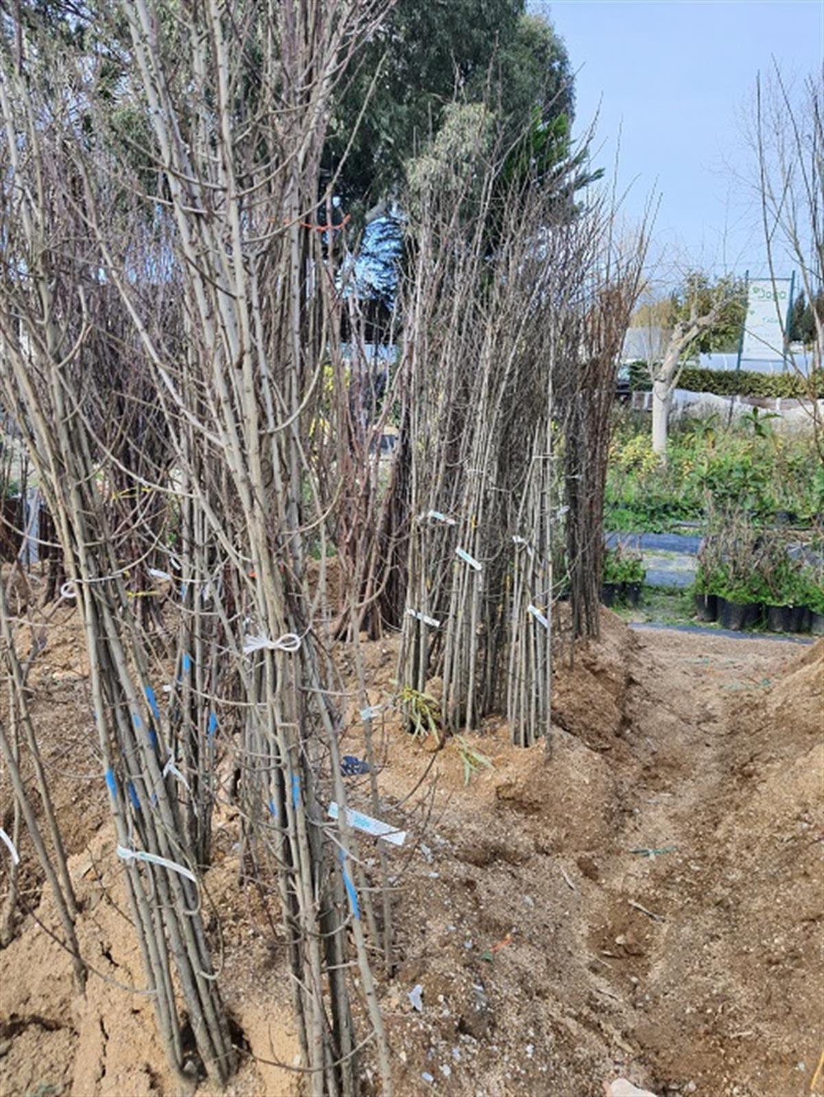 Prunus domestica Papaz Yeşil Erik fidanı