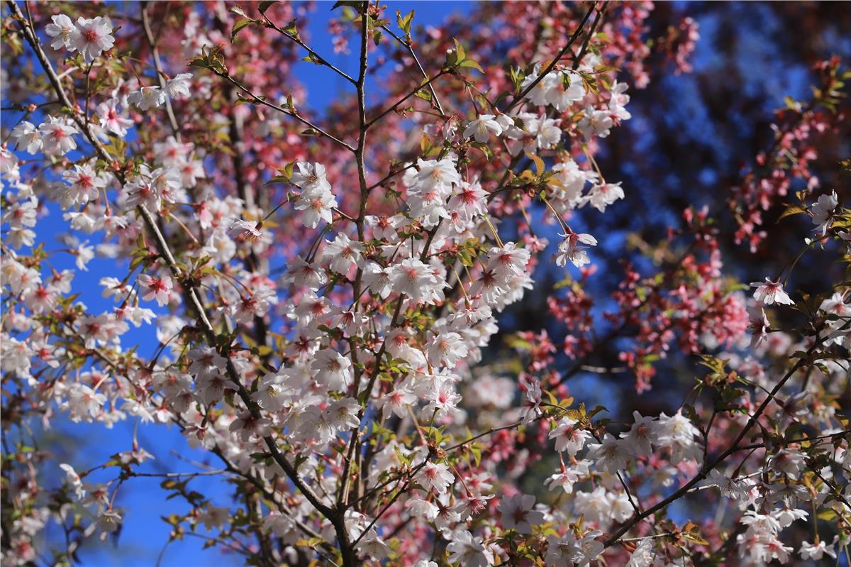 Prunus incisa Kojou-no-mai Süs Kirazı