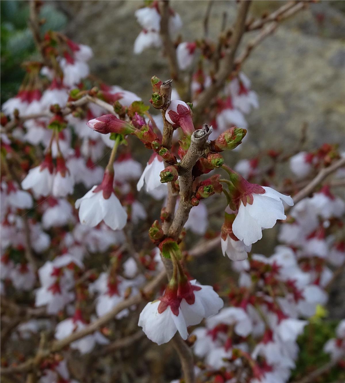 Prunus incisa Kojou-no-mai Süs Kirazı