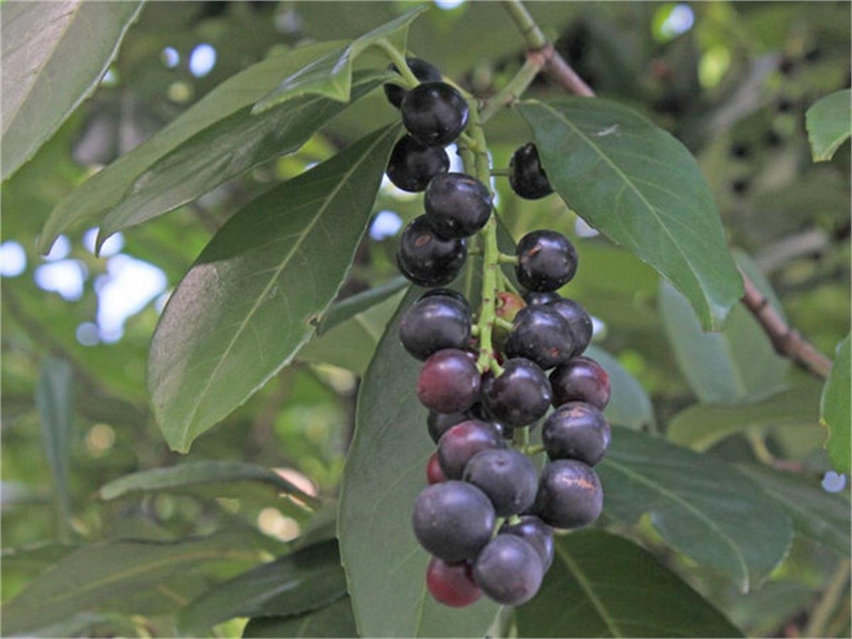 Prunus laurocerasus Caucasica Tirebolu Karayemişi fidanı