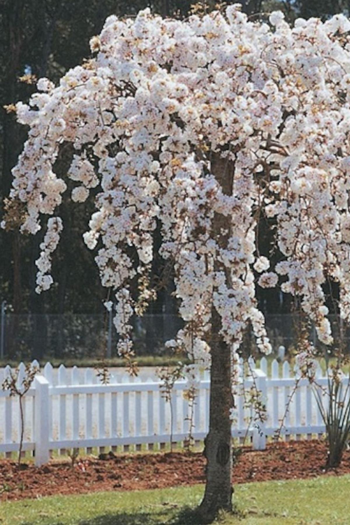 Prunus pendula alba Sarkık Dallı Beyaz Çiçekli Süs Kirazı