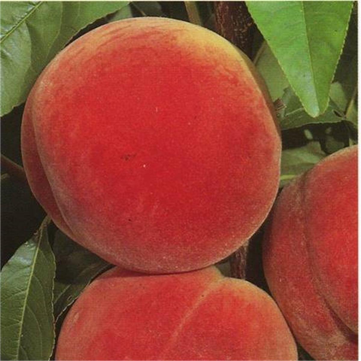 Prunus persica Dixired Şeftali fidanı