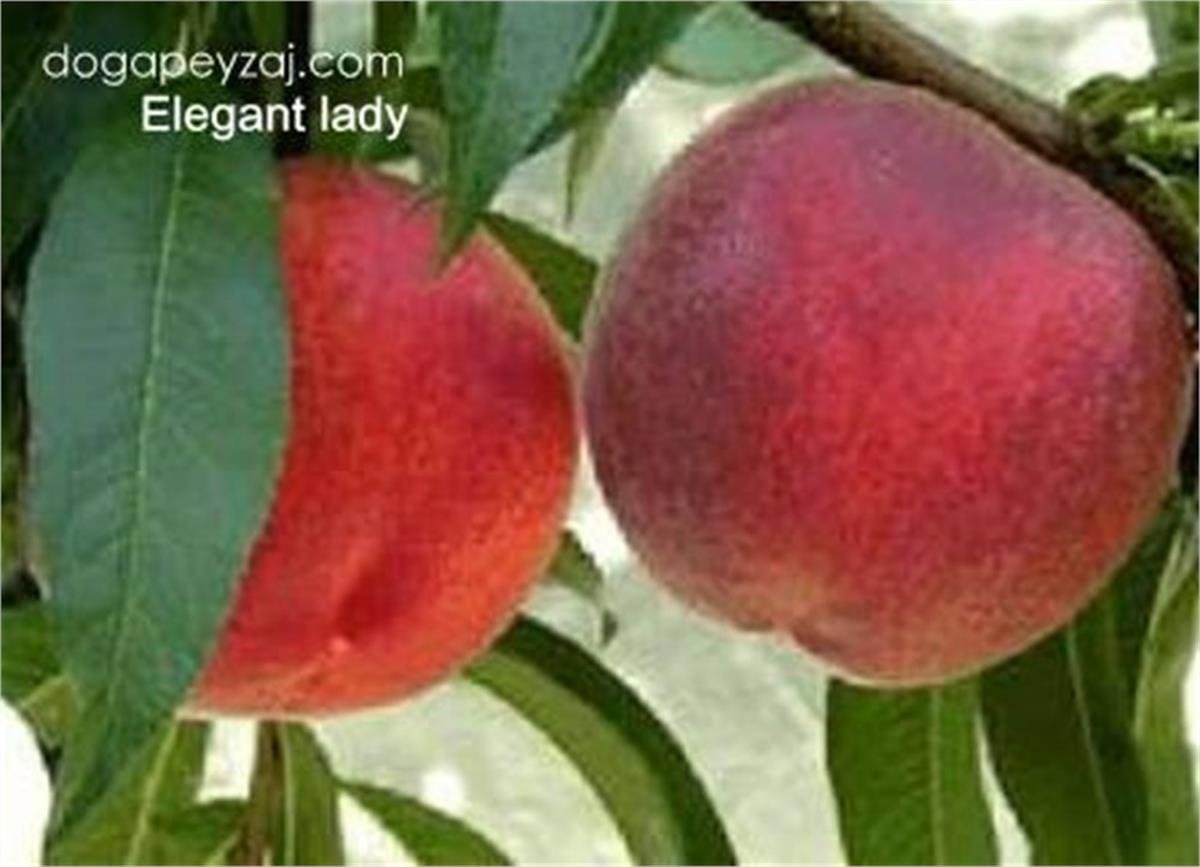 Prunus persica Elegant Lady Şeftali fidanı