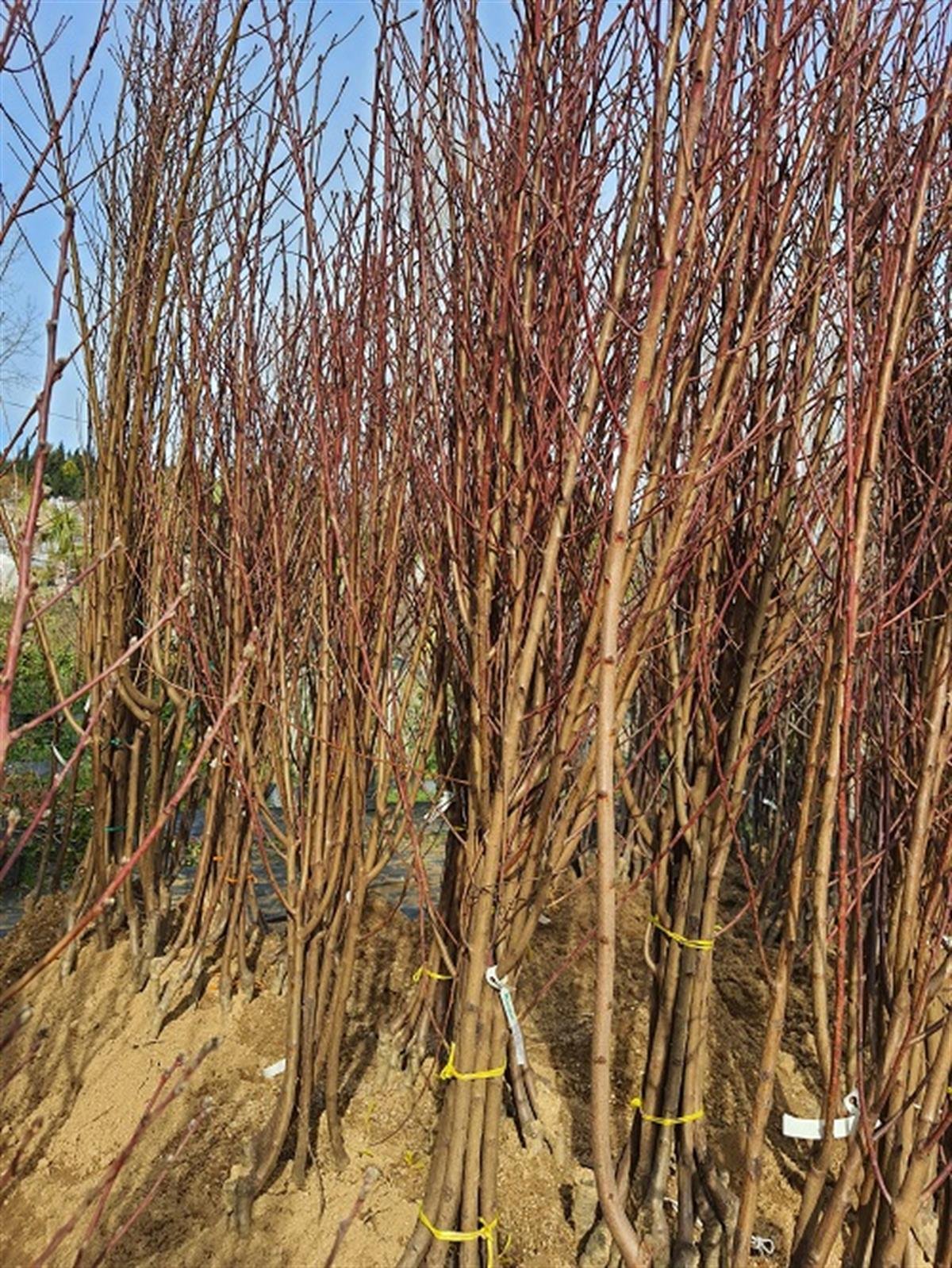 Prunus persica Glohaven şeftali fidanı