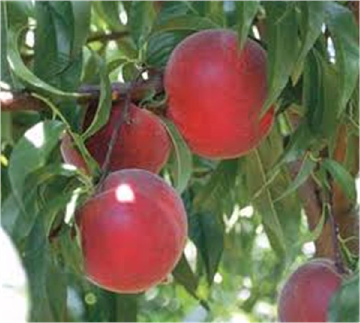 Prunus persica Morettini Şeftali fidanı