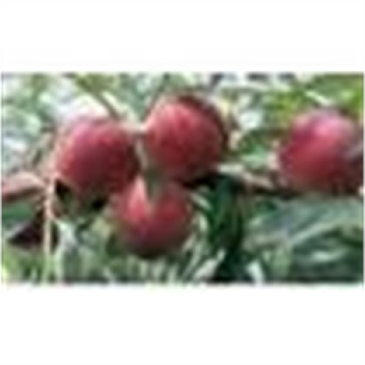 Prunus persica Morisanna Şeftali Fidan