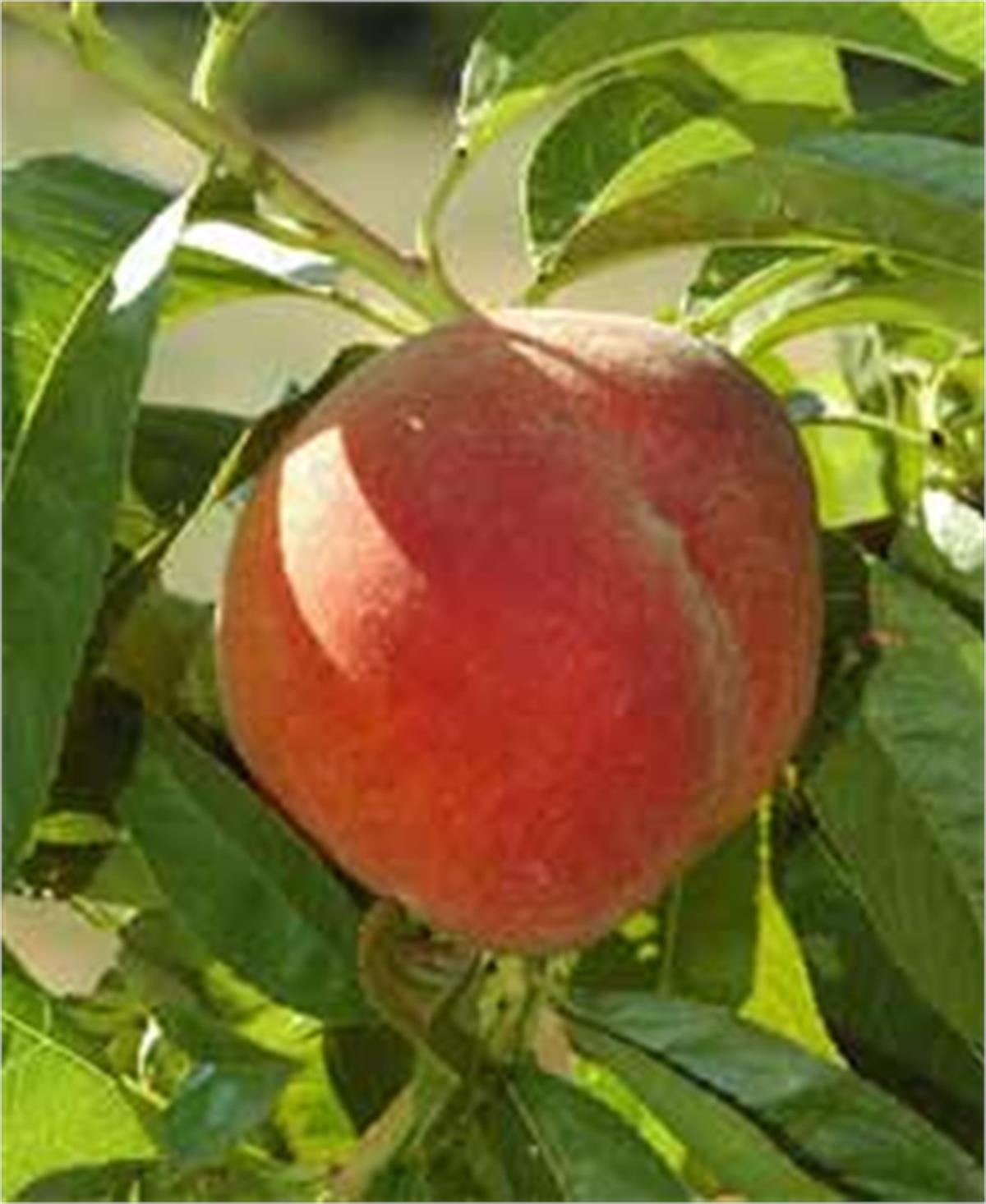 Prunus persica Redhaven Şeftali fidanı