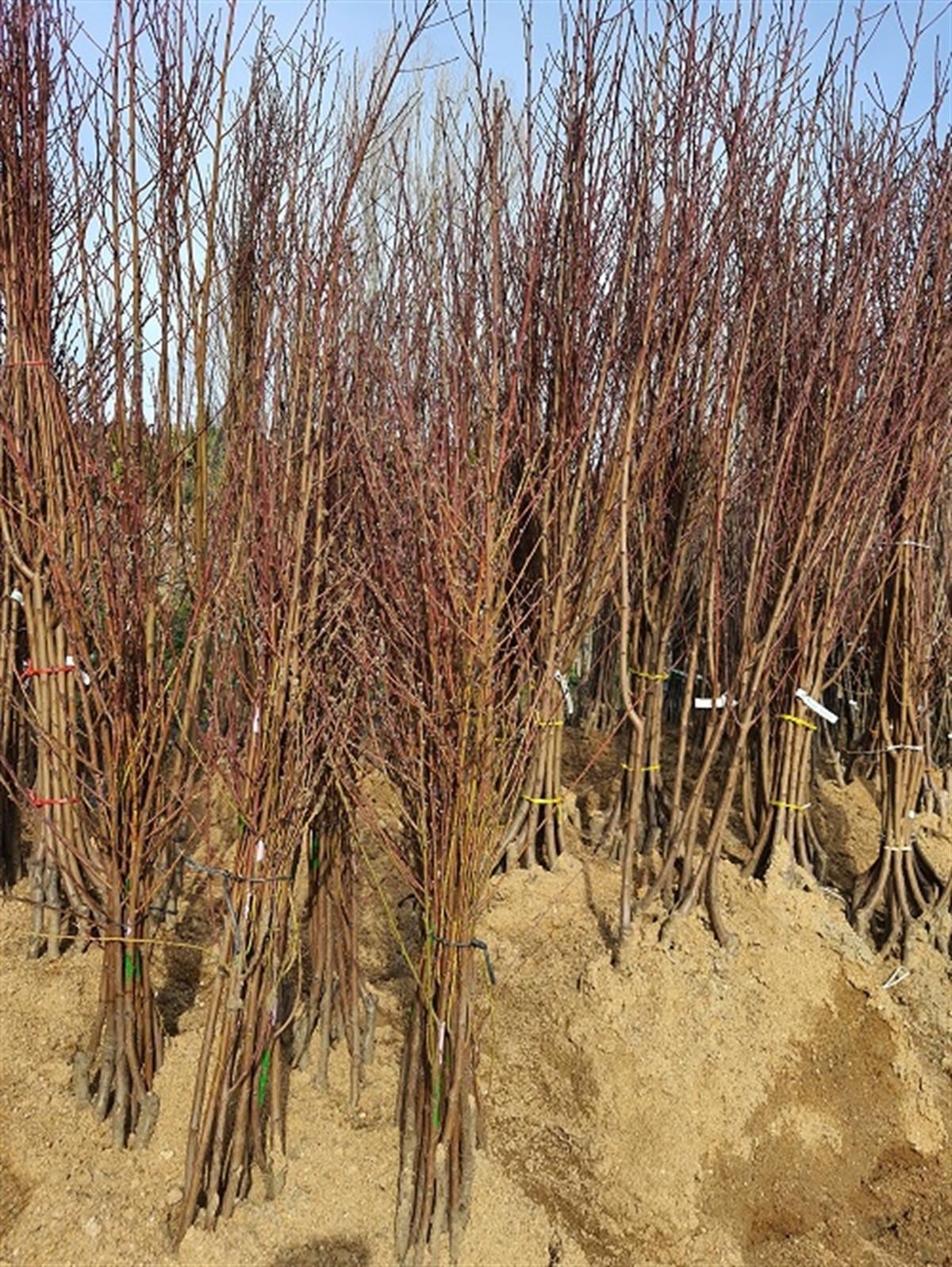Prunus persica Şentürk Şeftali fidanı