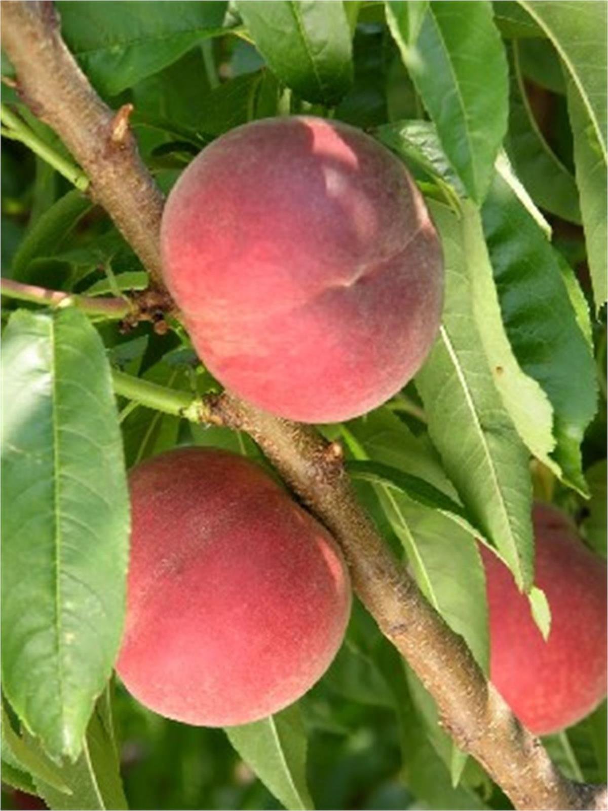 Prunus persica Spring grass Şeftali fidanı