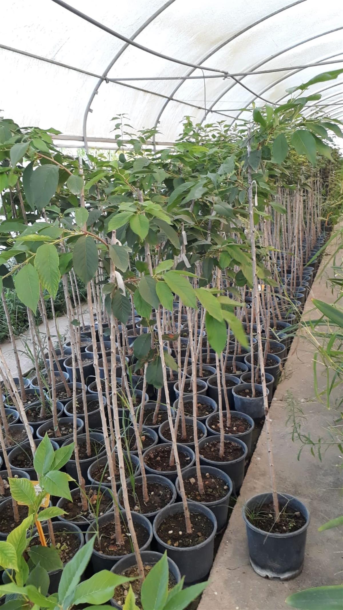 Prunus serrulata Kanzan Sakura Süs Kirazı fidanı