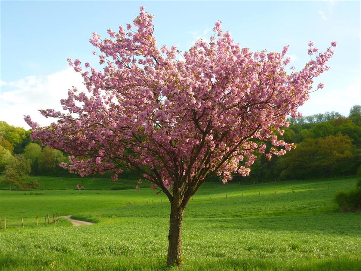 Prunus serrulata Kanzan Sakura Süs Kirazı fidanı