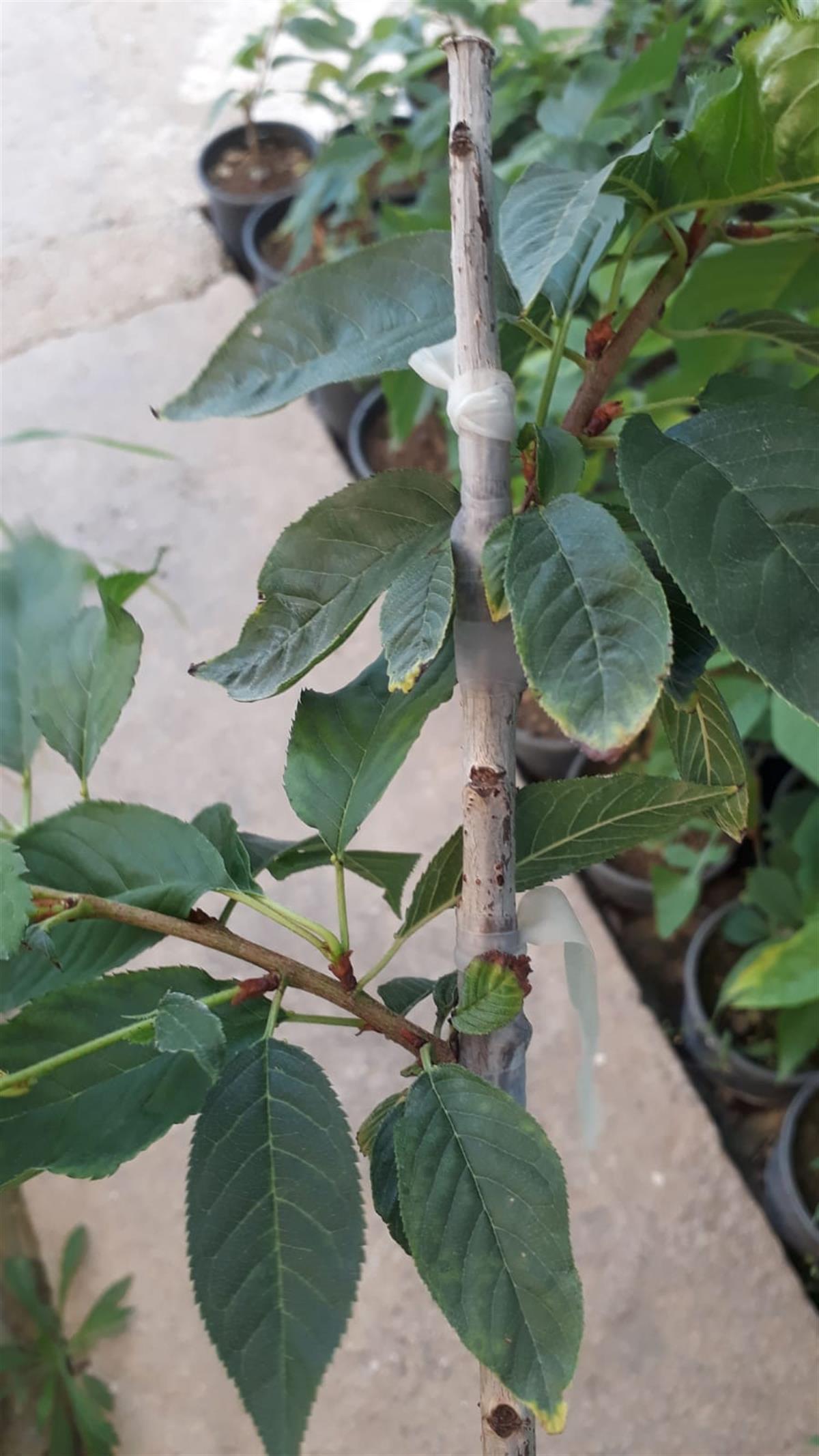 Prunus serrulata Kanzan Sakura Süs Kirazı fidanı