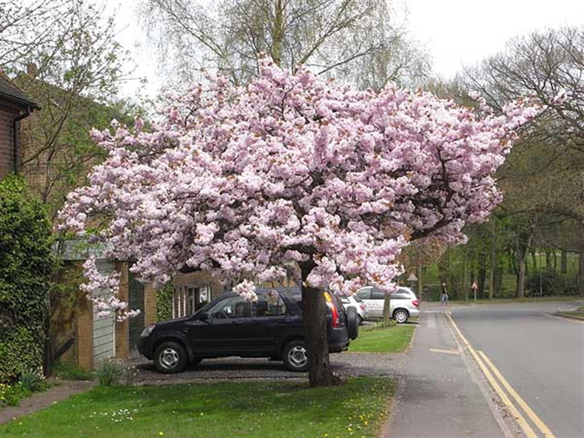 Prunus takasago Süs Kirazı