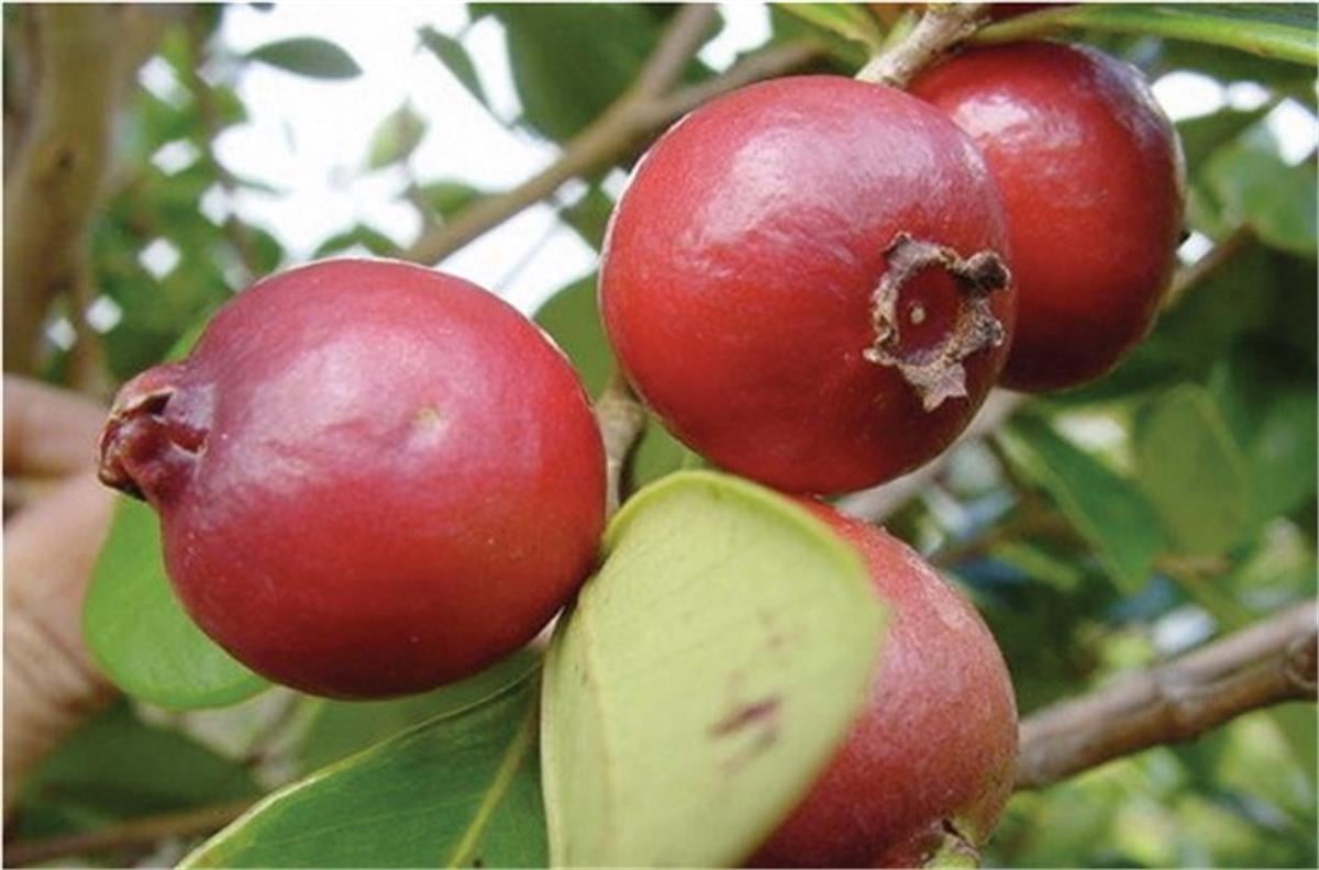 Psidium cattleianum Çilek Guava fidanı