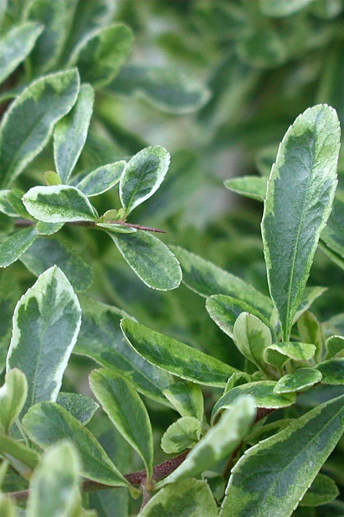 Pyracantha ateş dikeni Saphyr Panache