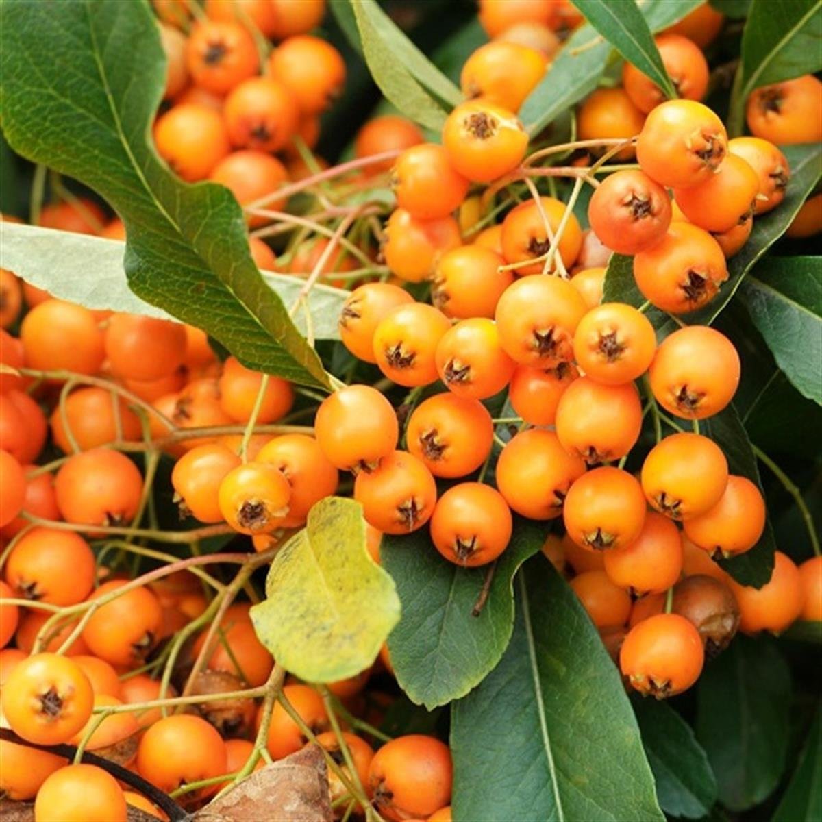 Pyracantha cocc. Orange glow Turuncu Ateş dikeni fidanı