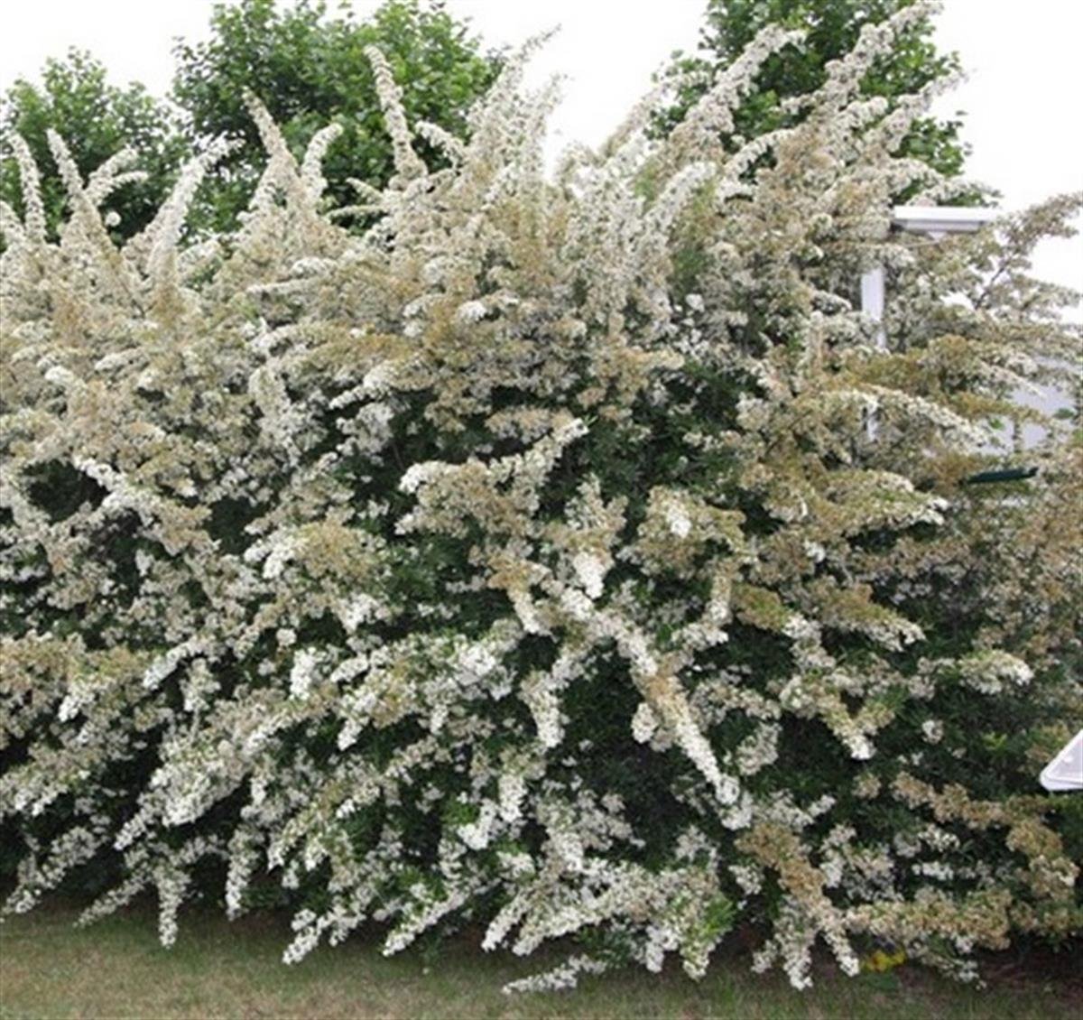 Pyracantha cocc. Soleil dor Sarı Meyveli Ateş dikeni fidanı