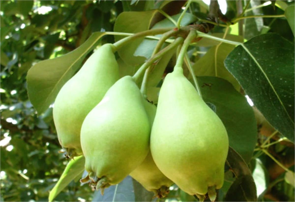 Pyrus communis Akça Armut fidanı