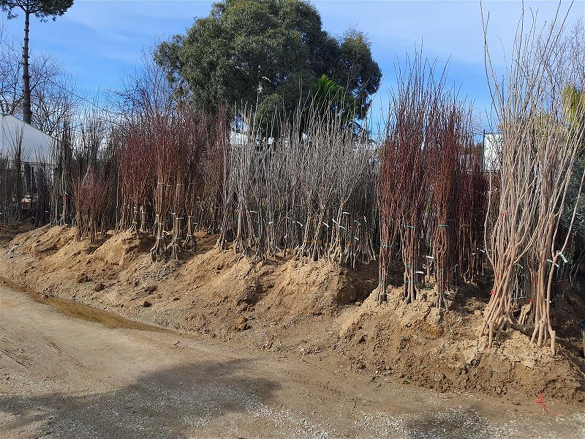 Pyrus communis Ankara Armut fidanı