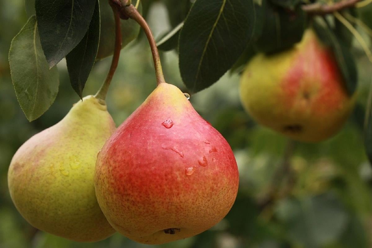 Pyrus communis Bıldırcın Budu Armut fidanı 60-80 cm