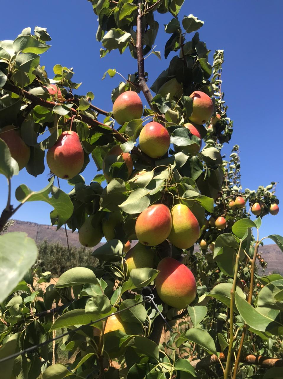 Pyrus communis Eden Armut fidanı
