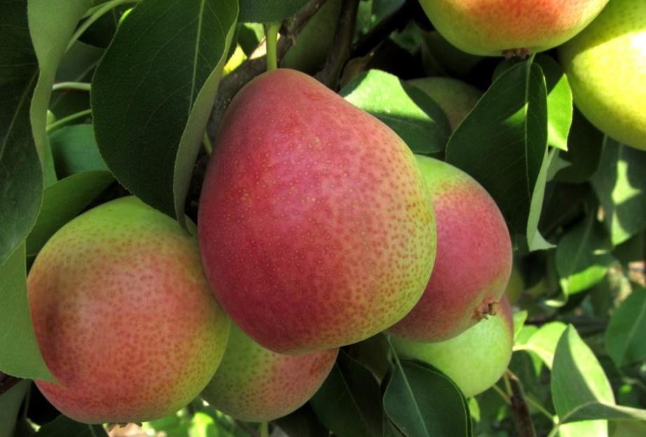 Pyrus communis Eden Armut fidanı
