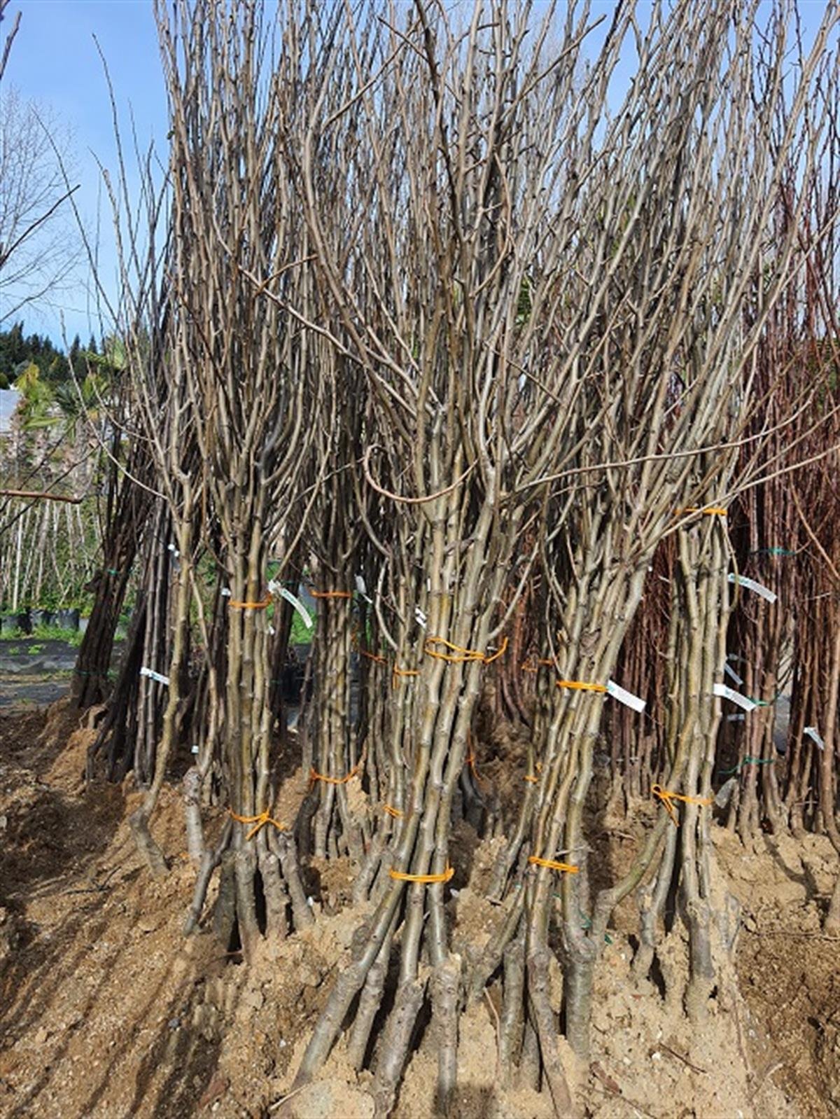 Pyrus communis Elliot Armut fidanı