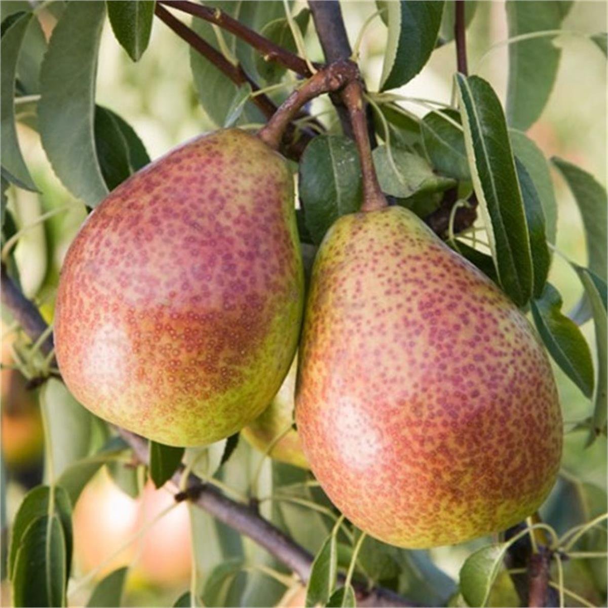 Pyrus communis Louise bonne Armut fidanı