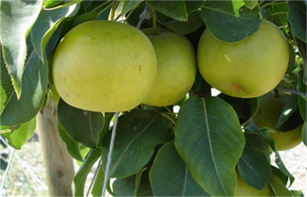 Pyrus communis Nashi Atago Armut fidanı
