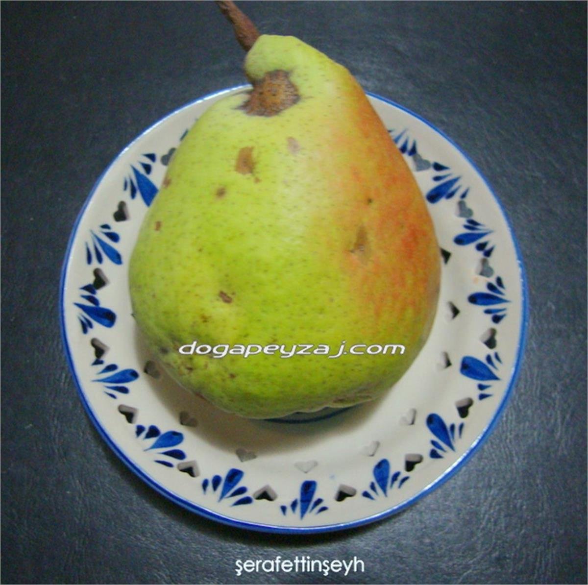 Pyrus communis Şeyh Şerafettin Armut fidanı