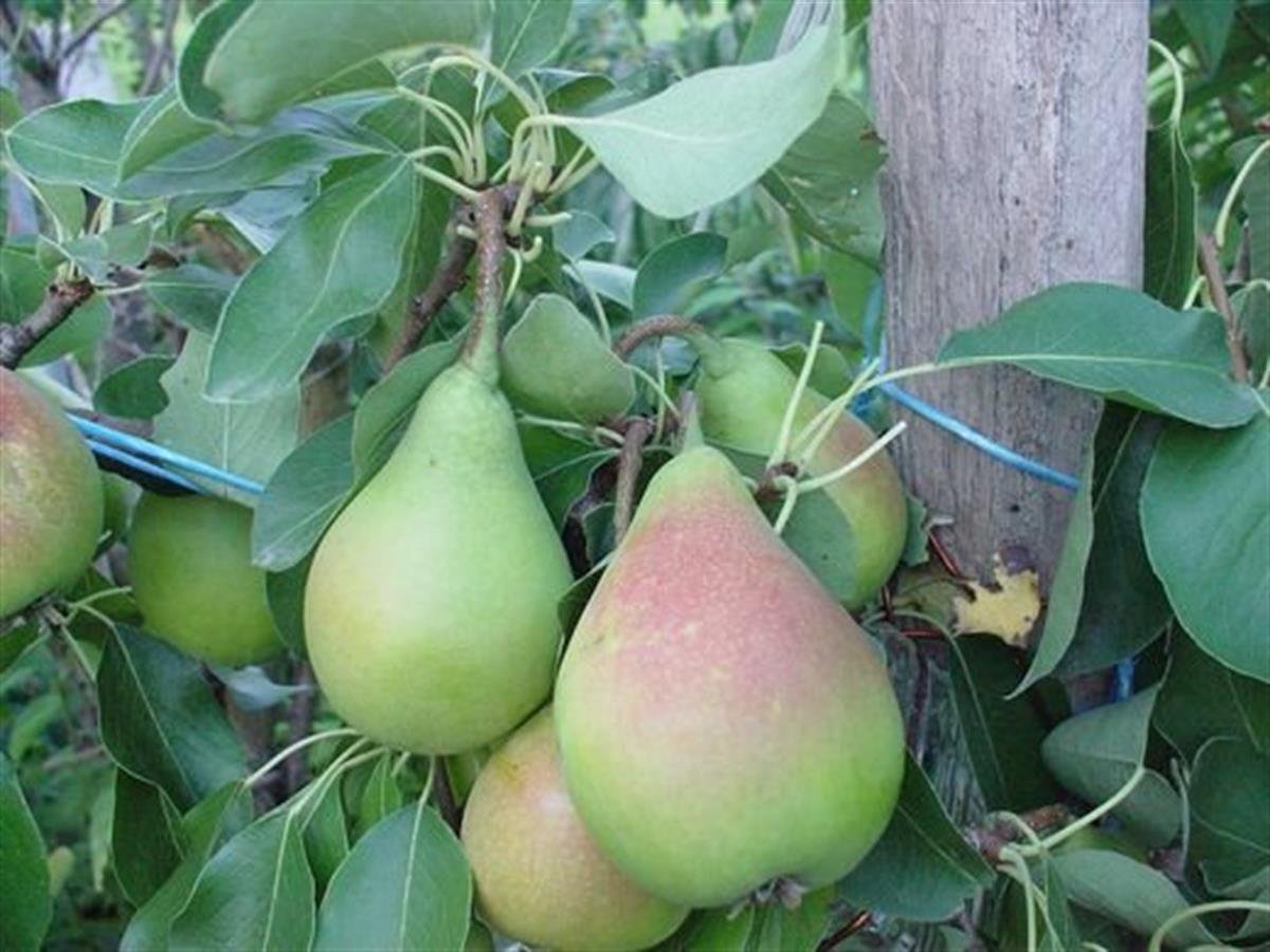 Pyrus communis Yaz Armut fidanı