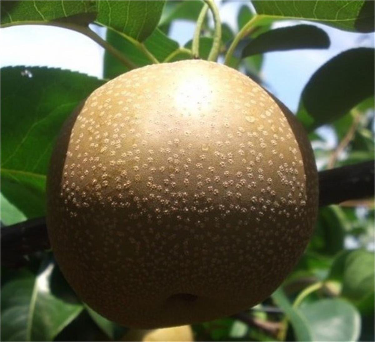 Pyrus pyrifolia Hosui Nashi Naşi japon armut fidanı