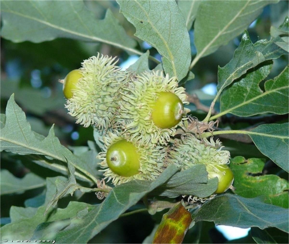 Quercus cerris Saçlı Meşe fidanı